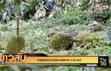 พายุพัดสวนทุเรียนเสียหาย จ.ระนอง