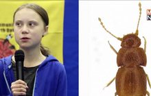 แมลงพันธุ์ใหม่ตั้งชื่อตาม “เกรตา ธุนเบิร์ก”