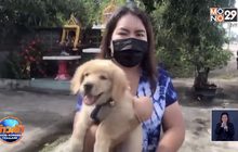 ได้ลูกสุนัขคืนแล้วหลังแจ้งความกับตำรวจ