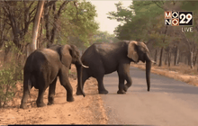 การท่องเที่ยวแบบซาฟารีในซิมบับเว