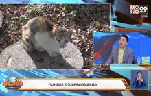 หมา-แมว อาบแดดคลายหนาว