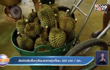 ล้งเปิดรับซื้อทุเรียนราคาพุ่งเกือบ 200 บาท/ กก.