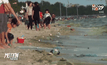 เกิดปรากฎการณ์แพลงตอนบูมชายหาดบางแสน
