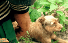 ชะตากรรมของหมา กิน ฆ่า ค้าข้ามชาติ ตอน 1