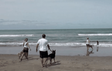 ชายหาดสำหรับสุนัขในอาร์เจนตินา