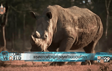 คุ้มกันแรดขาวตัวผู้ตัวสุดท้ายของโลก