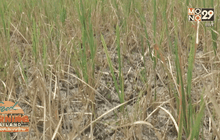 ภัยแล้งยังคงส่งผลกระทบหลายพื้นที่