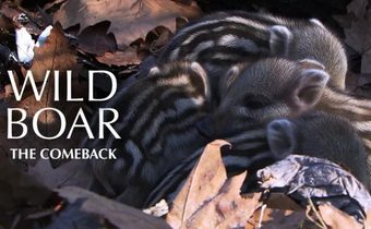 Wild Boar – The Comeback