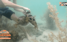 คลิปสุดซึ้ง หนุ่มช่วยปลาปักเป้าติดตาข่าย