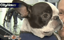 แอร์แคนาดาเปลี่ยนเส้นทางเพื่อช่วยสุนัข