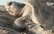 เม็กซิโกใช้โดรนอนุรักษ์เต่าทะเล