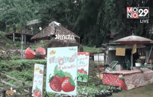 ไร่สตรอว์เบอร์รี เชียงใหม่ พร้อมรับนักท่องเที่ยว