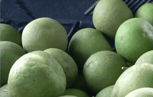 ส้มโอช่วยสร้างรายได้ชาวนา จ.พิจิตร