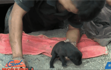 ช่วยลูกสุนัขตกท่อระบายน้ำนาน 2 วัน