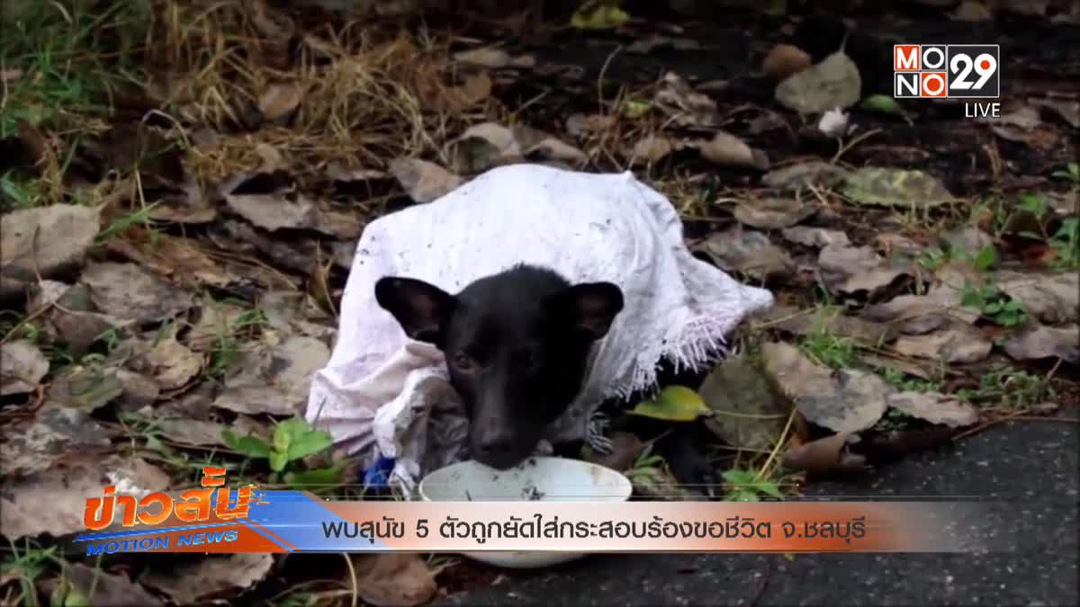 พบสุนัข 5 ตัวถูกยัดใส่กระสอบร้องขอชีวิต จ.ชลบุรี