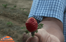 จ.สุรินทร์ปลูก “สตรอเบอร์รี่” ได้ผลช่วยสร้างรายได้