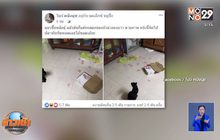 สาวโพสต์ตบรางวัลแมวแสนรู้ เจอที่ซ่อนเงินสามี