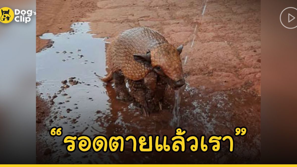 อาร์มาดิลโลที่หิวกระหายและอ่อนแรงดูมีความสุขและสดชื่นขึ้นเยอะ หลังมีคนใจดีผ่านมาพบและเอาน้ำให้ดื่ม
