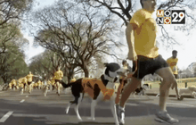 จูงน้องตูบมาวิ่งในงาน Dog Run