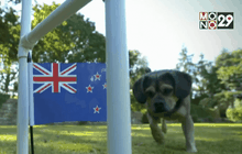 “สุนัขปั๊ก” นักทำนายผลรักบี้ชิงแชมป์โลก