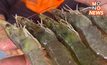 เกษตรกรโอดหนัก! “กุ้ง” ราคาตก ขายได้ต่ำกว่าต้นทุน