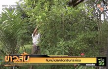 คืบหน้าปลดล็อกพืชกระท่อม