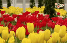 ปตท. จัดงาน “มหัศจรรย์ไม้เมืองหนาว ครั้งที่ 6 : ทิวลิปบานที่ระยอง”