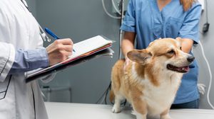 สัญญาณเตือนที่ควรรู้และวิธีรับมือเมื่อต้องไปโรงพยาบาลสัตว์