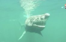SharkCam หุ่นยนต์ไร้คนบังคับตัวแรกของอังกฤษ