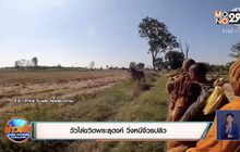 วัวไล่ขวิดพระธุดงค์ วิ่งหนีจีวรปลิว