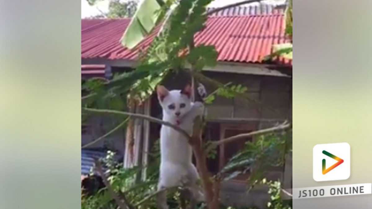 คลิปแมวหรือลิง (06-03-61)