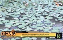 นาบัวลำปางออกผลผลิตไม่ทันเข้าพรรษา