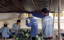 แตงโมราคาตกต่ำ กิโลกรัมละ 2 บาท