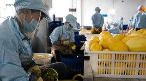 กัมพูชาส่ง ‘มะม่วงอบแห้ง’ บุกตลาดจีน คาดปีหน้าแปรรูปมะม่วง 4.2 หมื่นตัน