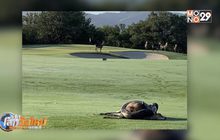 สนามกอล์ฟ หนึ่งเดียวในโลกที่เต็มไปด้วยสารพัดสัตว์