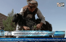 อุตสาหกรรมขนแคชเมียร์ในอัฟกานิสถาน