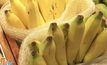 แนวทางจัดการกล้วยหอมลดเป็นขยะเหลือทิ้งในห้าง