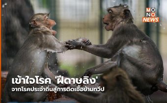 เข้าใจโรค ‘ฝีดาษลิง’ จากโรคประจำถิ่นสู่การติดเชื้อข้ามทวีป