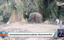 ช้างคลั่งทำร้ายเจ้าของ คาดเกิดอาการหวงตัวเมีย