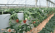 ไร่สตรอว์เบอร์รี่ไม่ใช้ดินในฉนวนกาซา