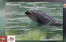นักสิทธิท้วง “โลมา-เพนกวิน” ถูกทิ้งไว้ในพิพิธภัณฑ์สัตว์น้ำ