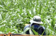 ภท.ยัน “อนุทิน-มนัญญา” ลุยแบน 3 สารเต็มที่แล้ว