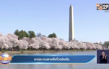 ซากุระบานสะพรั่งที่วอชิงตัน