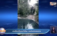 แทบช็อกทั้งพระทั้งโยม เจอช้างป่ากลางทาง