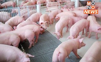ราคาหมูหน้าฟาร์มขยับ ปรับขึ้นอีก 4 บาท/กก.