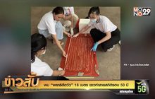 พบ “พยาธิตืดวัว” 18 เมตร ยาวทำลายสถิติรอบ 50 ปี