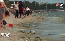 เกิดปรากฎการณ์แพลงตอนบูมชายหาดบางแสน