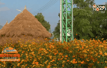 นักท่องเที่ยวแห่ชมทุ่งดอกดาวกระจาย 