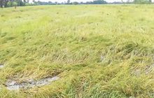 อากาศแปรปรวน นาข้าว จ. ศรีสะเกษเสียหาย