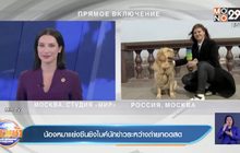 น้องหมาแย่งซีนชิงไมค์นักข่าวระหว่างถ่ายทอดสด